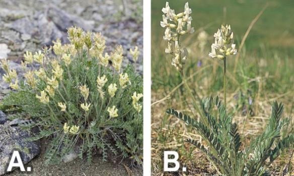 poisonous-plants-rangelands-locoweed-and-crazyweed